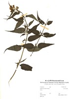 藏品(田代氏澤蘭)的圖片